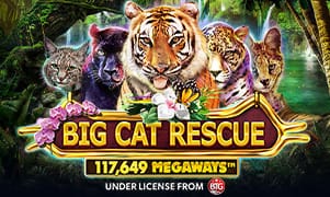 win vn Big Cat Rescue Megaways